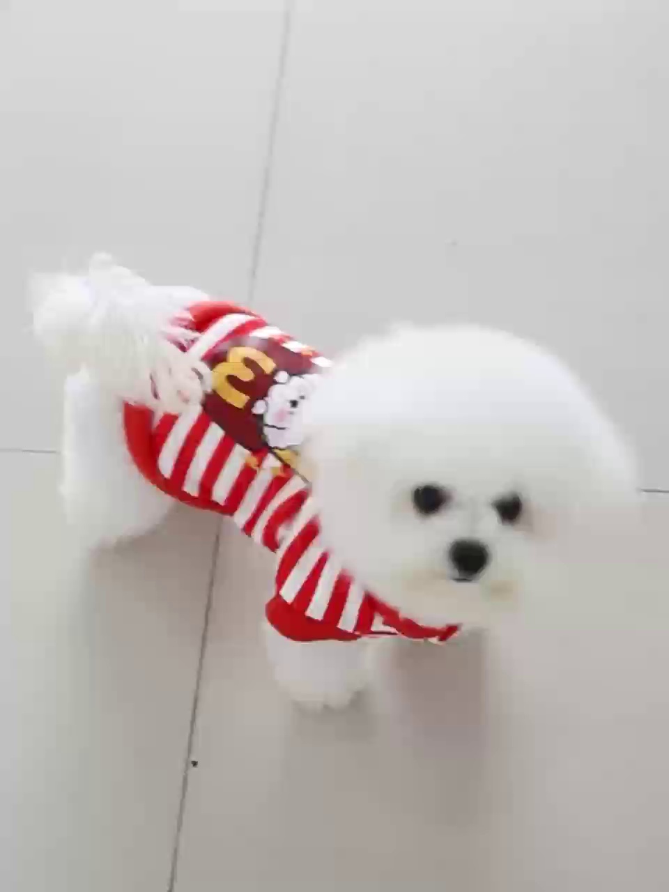 寵物服裝工廠代加工的秘密 從零售視角看產業(yè)鏈的隱形環(huán)節(jié)